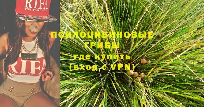 цены   Сафоново  МЕГА ссылка  Псилоцибиновые грибы Psilocybe 